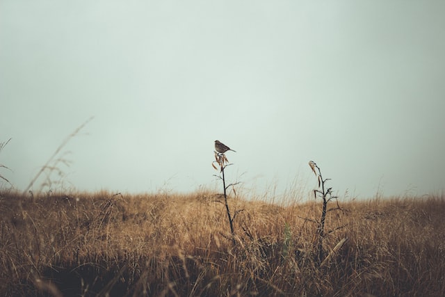 jason-gardner-XewsvyaQ75Q-unsplash